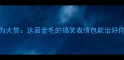 拉布拉多迷惑行为大赏这届金毛的搞笑表情包能治好你的周一综合征