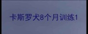 卡斯罗犬8个月训练