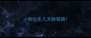小狗出生几天睁眼睛