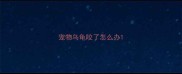 宠物乌龟咬了怎么办