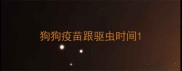 狗狗疫苗跟驱虫时间