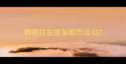 狗狗打完疫苗剧烈运动
