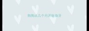 狗狗从几个月开始换牙