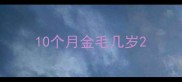 10个月金毛几岁