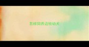 怎样饲养边牧幼犬