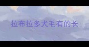 拉布拉多犬毛有的长