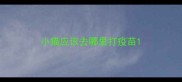 小猫应该去哪里打疫苗