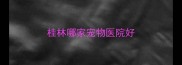 桂林哪家宠物医院好