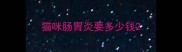 猫咪肠胃炎要多少钱