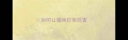 如何让猫咪打架厉害