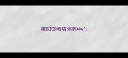 贵阳宠物猫领养中心