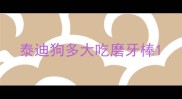 泰迪狗多大吃磨牙棒