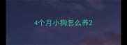 4个月小狗怎么养