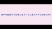昆明专业宠物托运电话推荐昆明宠物寄养运输全攻略