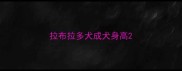 拉布拉多犬成犬身高