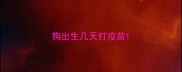 狗出生几天打疫苗