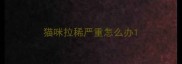 猫咪拉稀严重怎么办