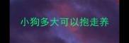 小狗多大可以抱走养