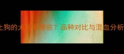 比拉布拉多更像土狗的犬种有哪些品种对比与混血分析附养护指南