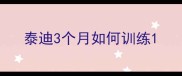 泰迪3个月如何训练