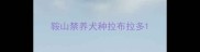 鞍山禁养犬种拉布拉多