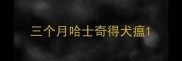 三个月哈士奇得犬瘟