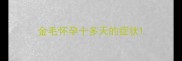 金毛怀孕十多天的症状