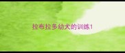 拉布拉多幼犬的训练