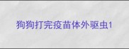 狗狗打完疫苗体外驱虫