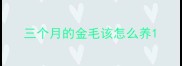 三个月的金毛该怎么养