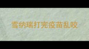 雪纳瑞打完疫苗乱咬