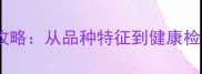 拉布拉多选购全攻略从品种特征到健康检查的6大黄金标准