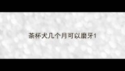 茶杯犬几个月可以磨牙