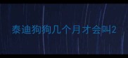 泰迪狗狗几个月才会叫