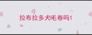 拉布拉多犬毛卷吗