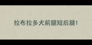拉布拉多犬前腿短后腿
