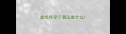 金毛怀孕了要注意什么