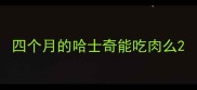 四个月的哈士奇能吃肉么