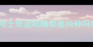 哈士奇蓝眼睛都是纯种吗