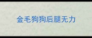 金毛狗狗后腿无力