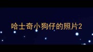 哈士奇小狗仔的照片
