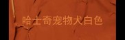 哈士奇宠物犬白色