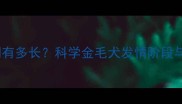 拉布拉多发情期有多长科学金毛犬发情阶段与饲养管理指南