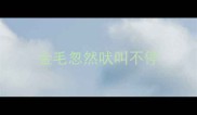 金毛忽然吠叫不停
