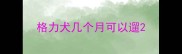 格力犬几个月可以遛