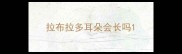 拉布拉多耳朵会长吗