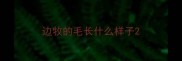 边牧的毛长什么样子
