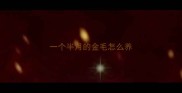 一个半月的金毛怎么养