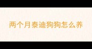 两个月泰迪狗狗怎么养