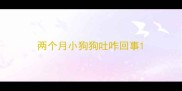 两个月小狗狗吐咋回事